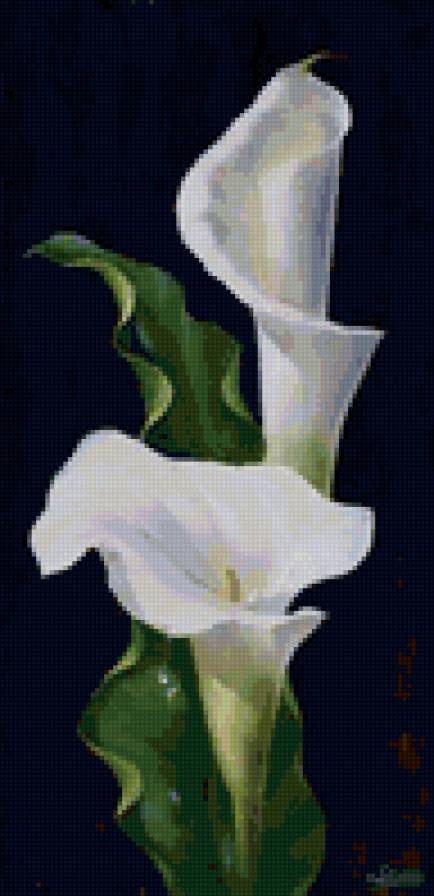 каллы - цветы, каллы, букет - предпросмотр