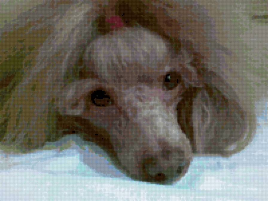 Таточка2 - собака, пудель - предпросмотр