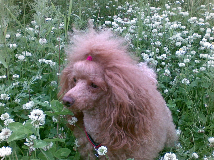 Таточка4 - собака, пудель - оригинал