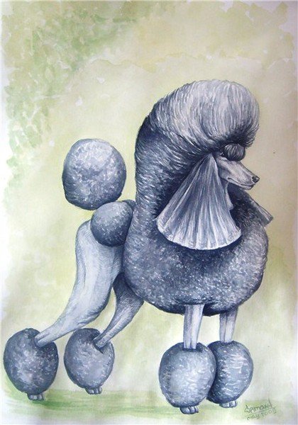 пудель - собака, пудель - оригинал