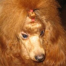 Схема вышивки «Портрет пуделя»