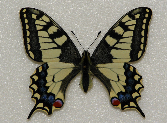 бабочка - бабочка - оригинал