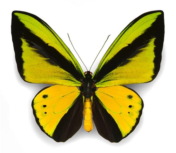 бабочка - бабочка - оригинал