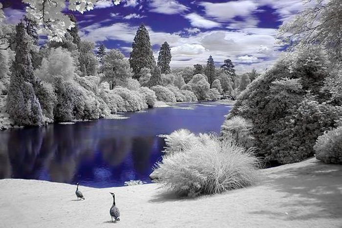 3 - природа, деревья, озеро, лес - оригинал