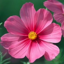 Схема вышивки «№9850»