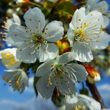 Схема вышивки «№9895»