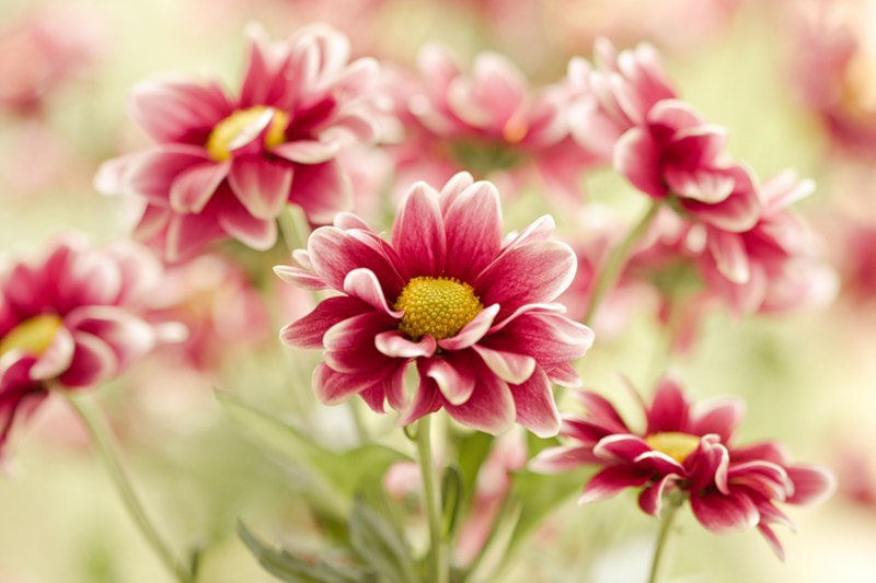 цветы - оригинал