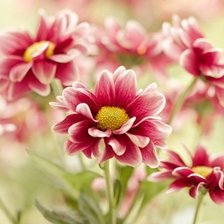 Схема вышивки «цветы»