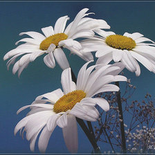 Схема вышивки «ромахи 2»