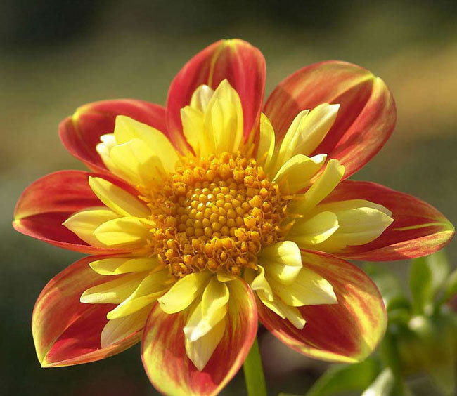 георгин - цветок, цветы, георгин - оригинал