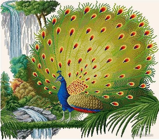 павлин - павлин, птицы, птица - оригинал