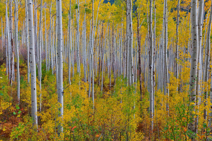 Осень в роще - живопись, березы, пейзаж - оригинал