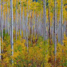 Схема вышивки «Осень в роще»