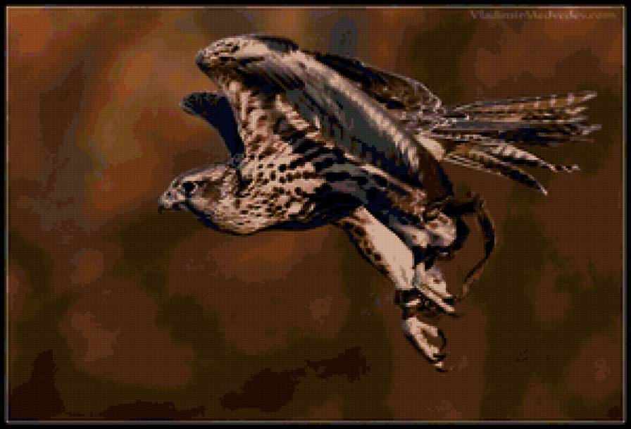 сокол на охоте - сокол, птицы - предпросмотр