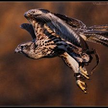 Схема вышивки «сокол на охоте»