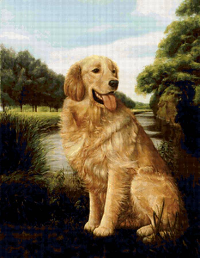 Очень красивый портрет собачки) - домашние животные, портрет, собачка, животные - предпросмотр