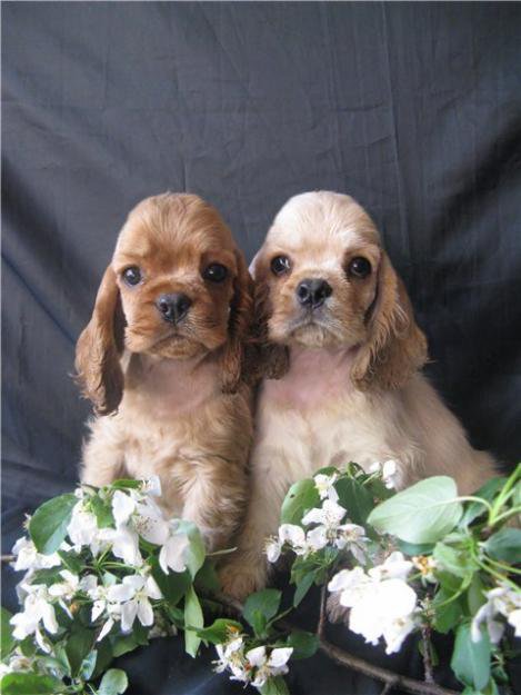 Щенки кокер спаниеля - животные - оригинал