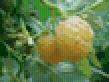 Желтая малина - растения, ягода - предпросмотр