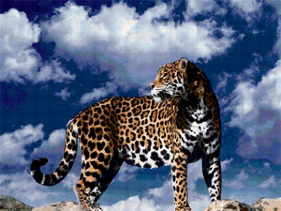 леопард - леопард - предпросмотр