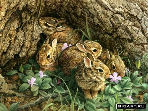 зайчата - животные - оригинал