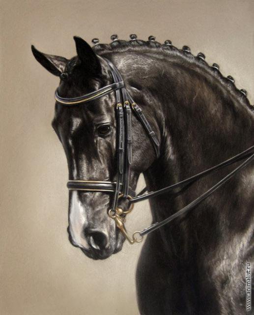 Гнедой - животные - оригинал