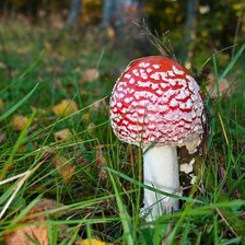 Схема вышивки «Мухоморчик»