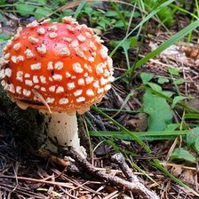 Схема вышивки «мухоморчик 2»