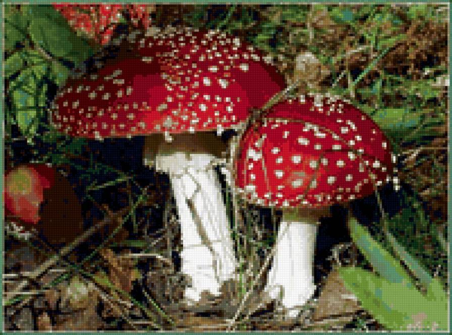 мухоморчик 3 - предпросмотр