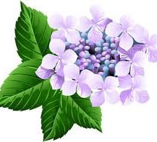 Схема вышивки «гортензия»