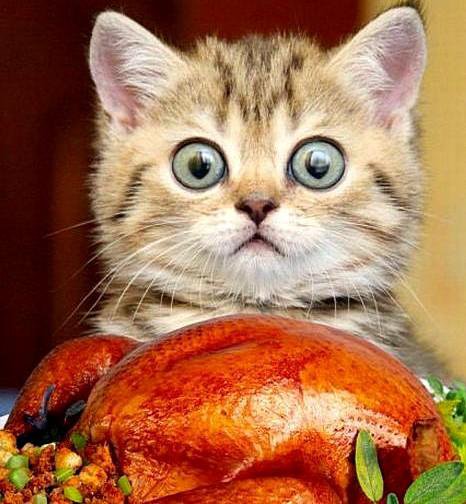 котик - кухня - оригинал