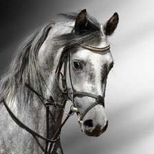 Схема вышивки «Конь»