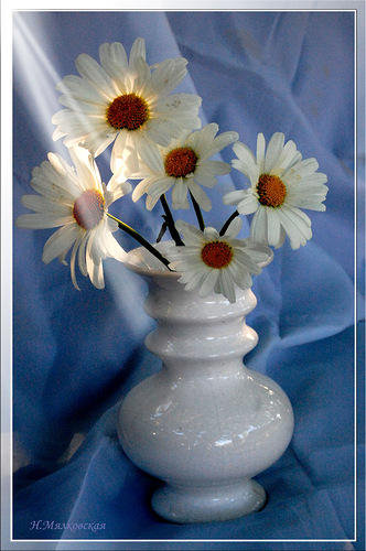 Ромашки 2 - цветы - оригинал