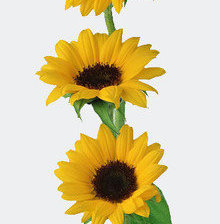 Схема вышивки «подсолнухи»