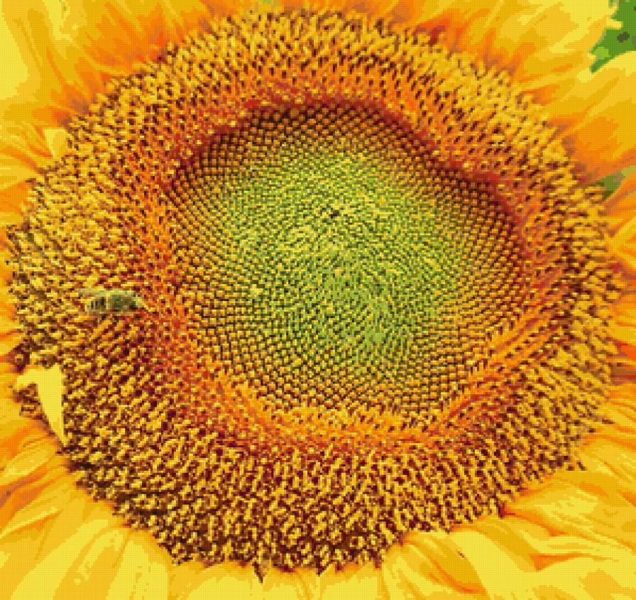 подсолнух - макро, подушка, подсолнух - предпросмотр