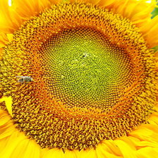 Схема вышивки «подсолнух»