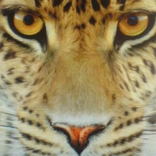 Схема вышивки «леопард»