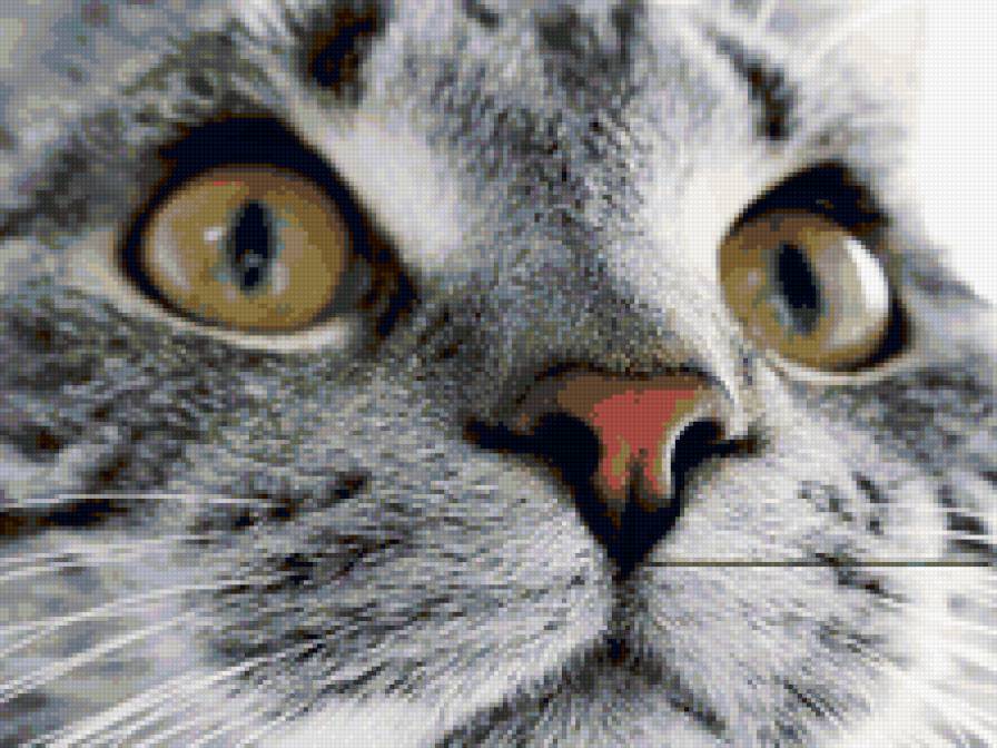 Киса - кошки, животные - предпросмотр