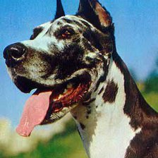 Схема вышивки «Дог»