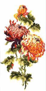 хризантема - цветы хризатема - оригинал