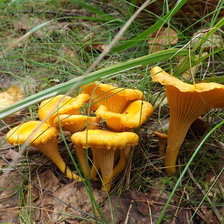 Схема вышивки «лисички 2»