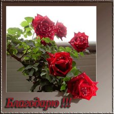 Схема вышивки «розы»