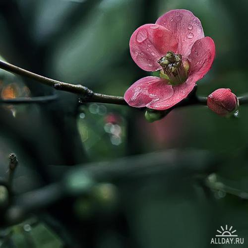 цветок - цветок фото - оригинал