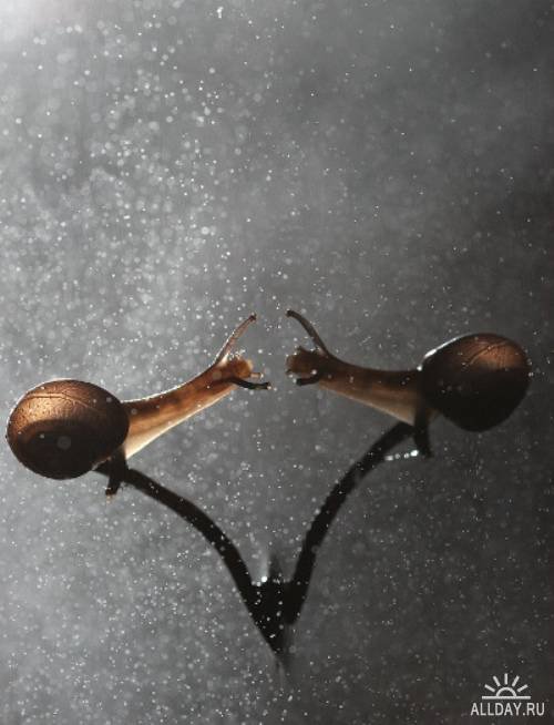 улитка - улитка зеркальное фото - оригинал