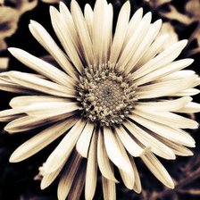 Схема вышивки «Подушка"Цветы"»