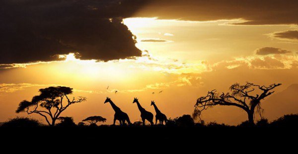 №13838 - животные, природа, пейзаж - оригинал