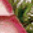Предпросмотр схемы вышивки «Роза» (№13904)