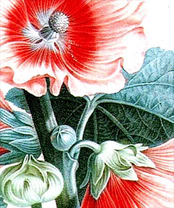 мальва - мальвы, растения, цветы, природа, мальва, флора - оригинал