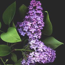 Схема вышивки «Сирень»