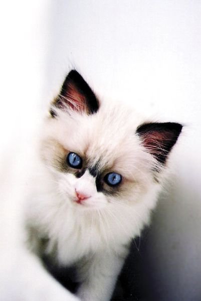 котёнок - оригинал