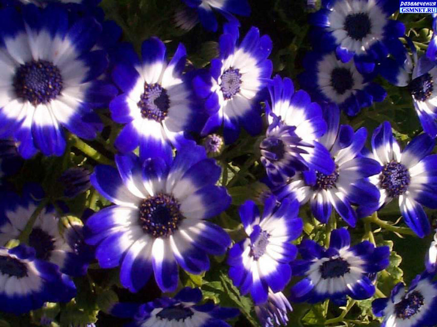 цветы - цветы - оригинал